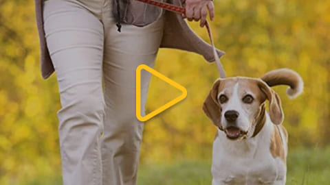 Нашийник для дресирування на пульті керування